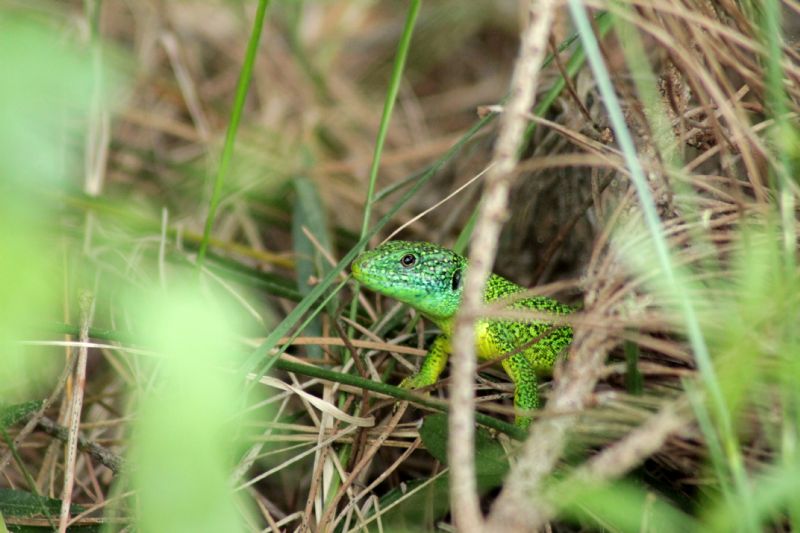 Lacerta bilineata?