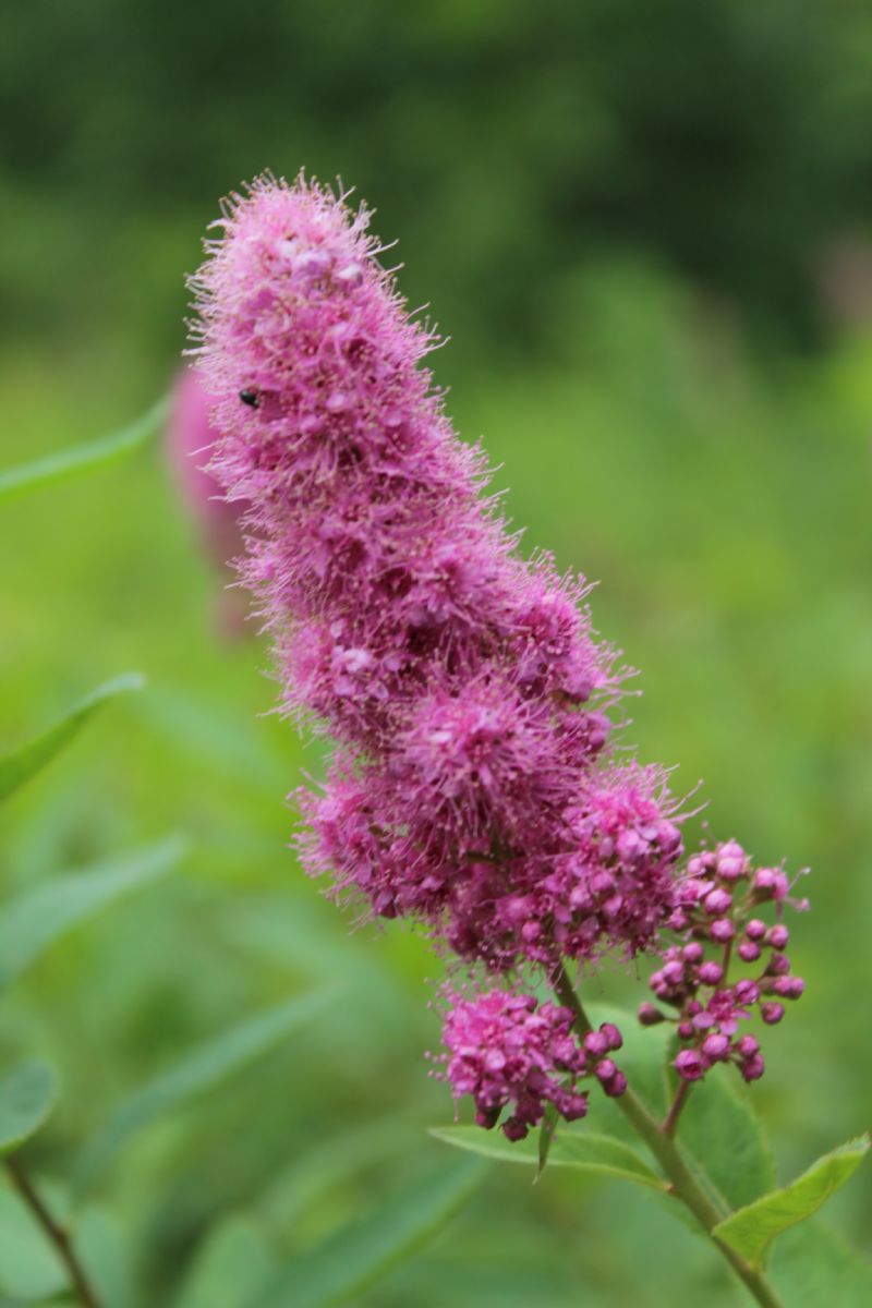 Spiraea salicifolia / Spirea a foglie di salice