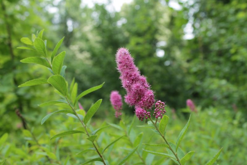 Spiraea salicifolia / Spirea a foglie di salice