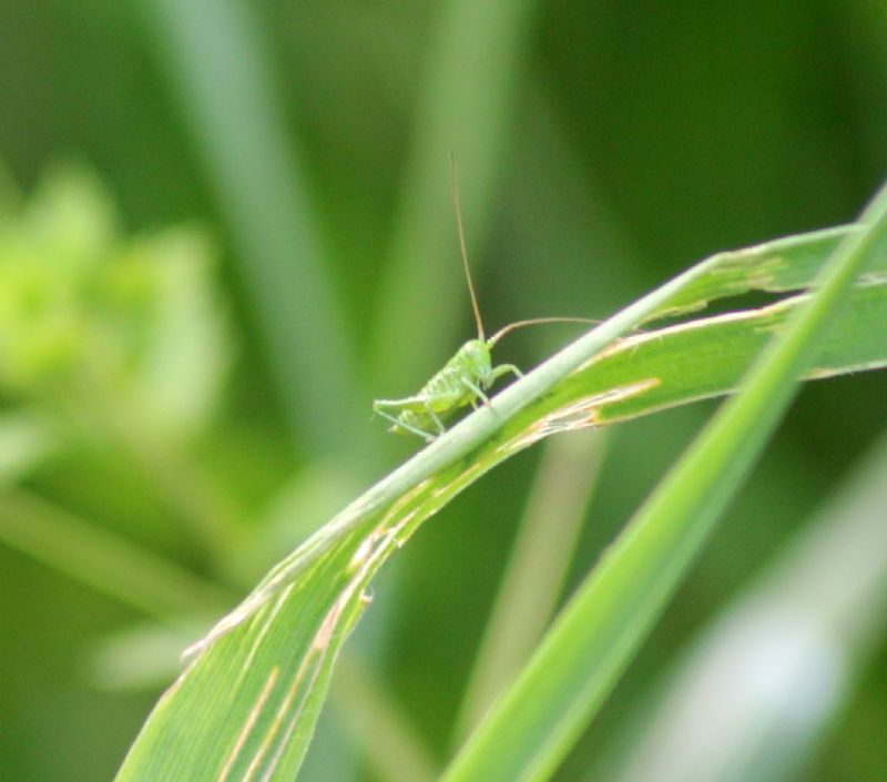 Neanide di Tettigonia sp.