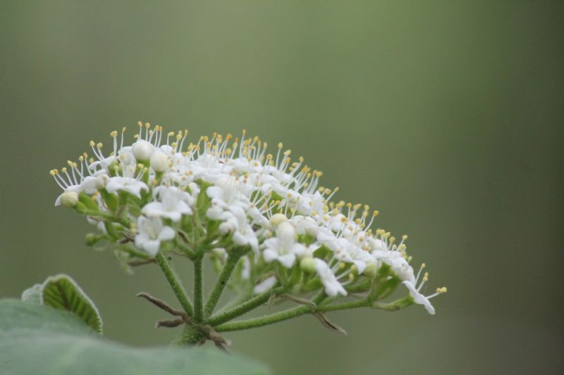 Viburnum lantana