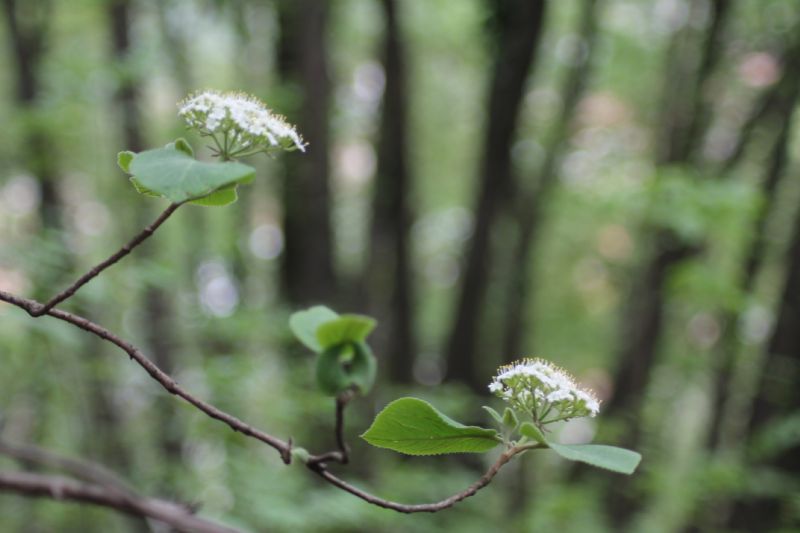 Viburnum lantana