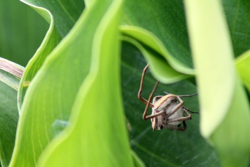 Pisaura mirabilis con ovisacco - Piovene Rocchette (VI)