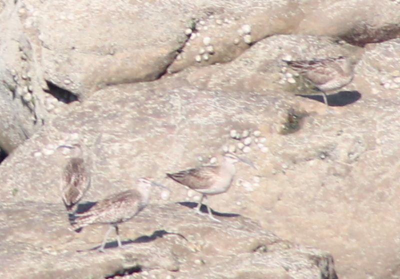 Chiurlo piccolo (Numenius phaeopus) ?   S !