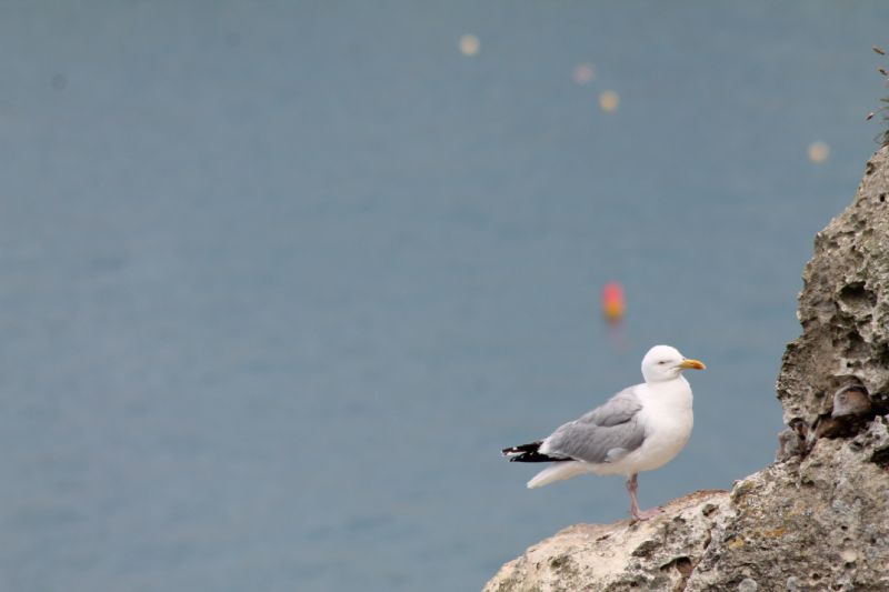 Gabbiano reale nordico...ed altri Laridae