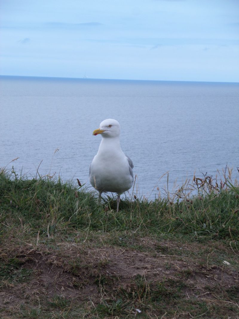 Gabbiano reale nordico...ed altri Laridae