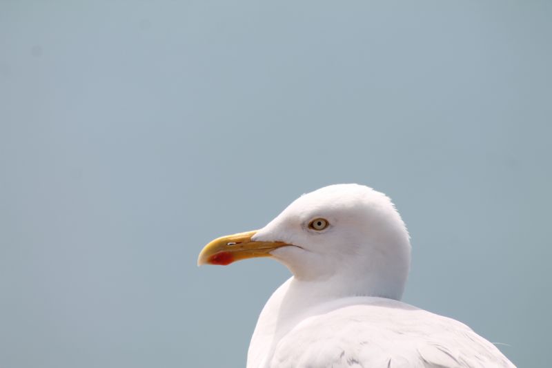 Gabbiano reale nordico...ed altri Laridae