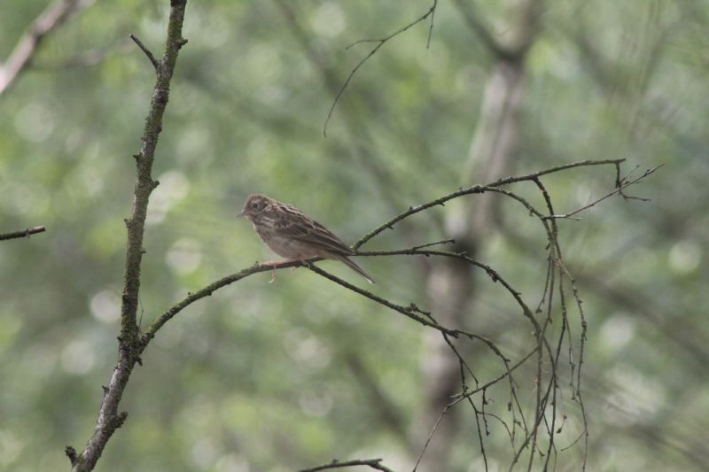 Prispolone? Pispola? Prispolone (Anthus trivialis)