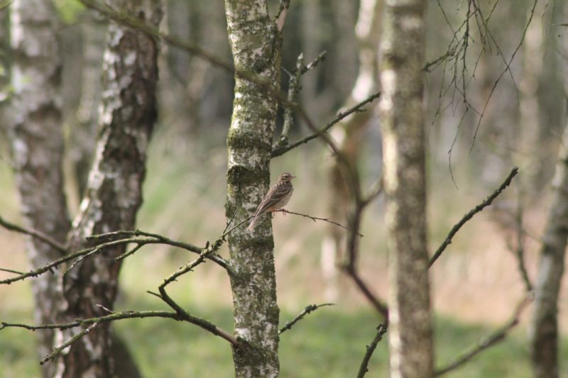 Prispolone? Pispola? Prispolone (Anthus trivialis)