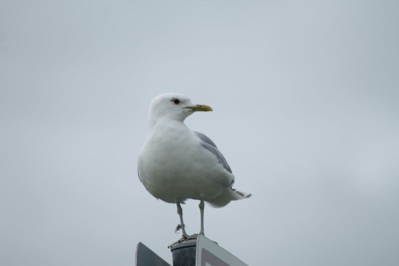 Gabbiano reale nordico...ed altri Laridae