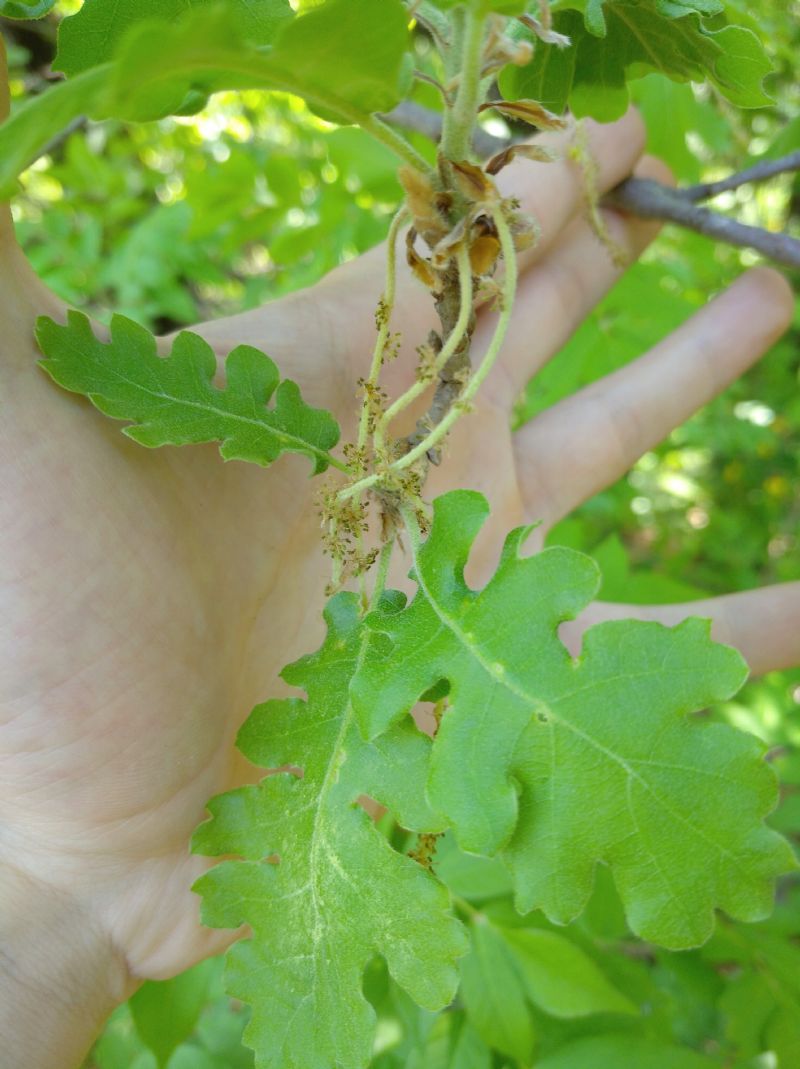 Identificazione Quercus