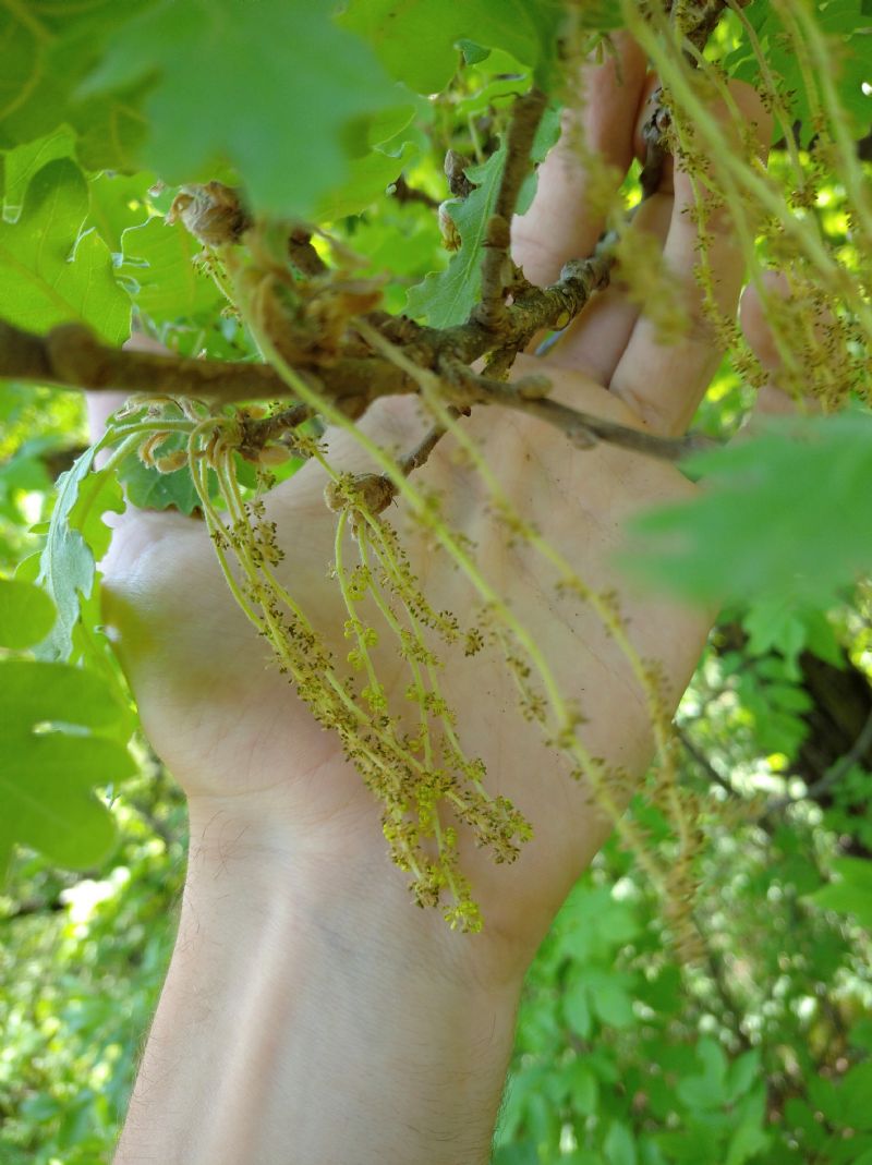 Identificazione Quercus