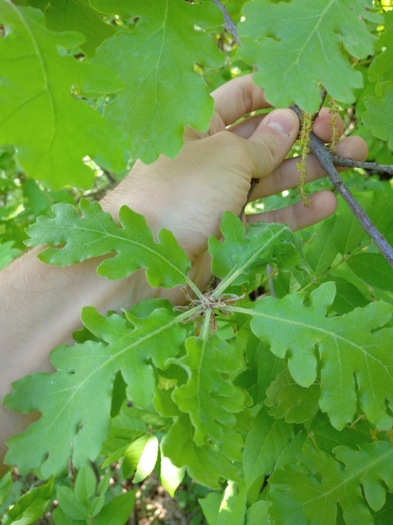 Identificazione Quercus