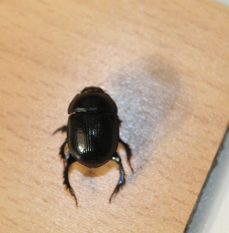 Geotrupidae: Anoplotrupes stercorosus