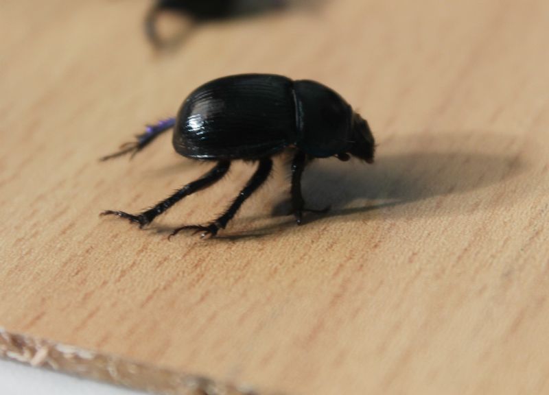 Geotrupidae: Anoplotrupes stercorosus