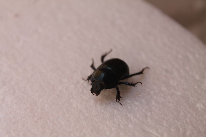 Geotrupidae: Anoplotrupes stercorosus