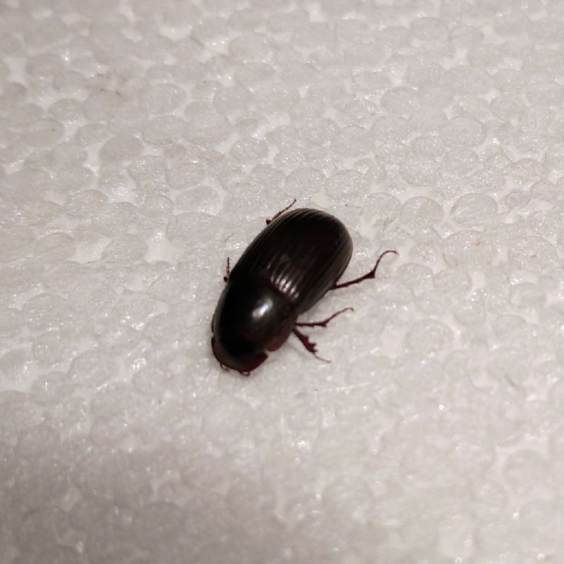 Aphodiidae: Acrossus rufipes? S.