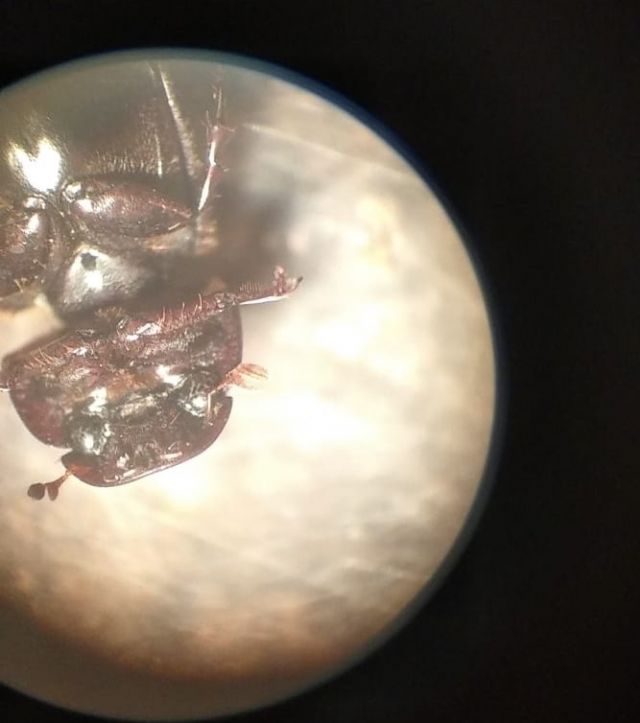 Aphodiidae: Acrossus rufipes? S.