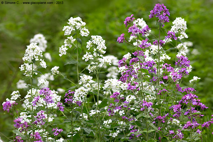 Lunaria annua