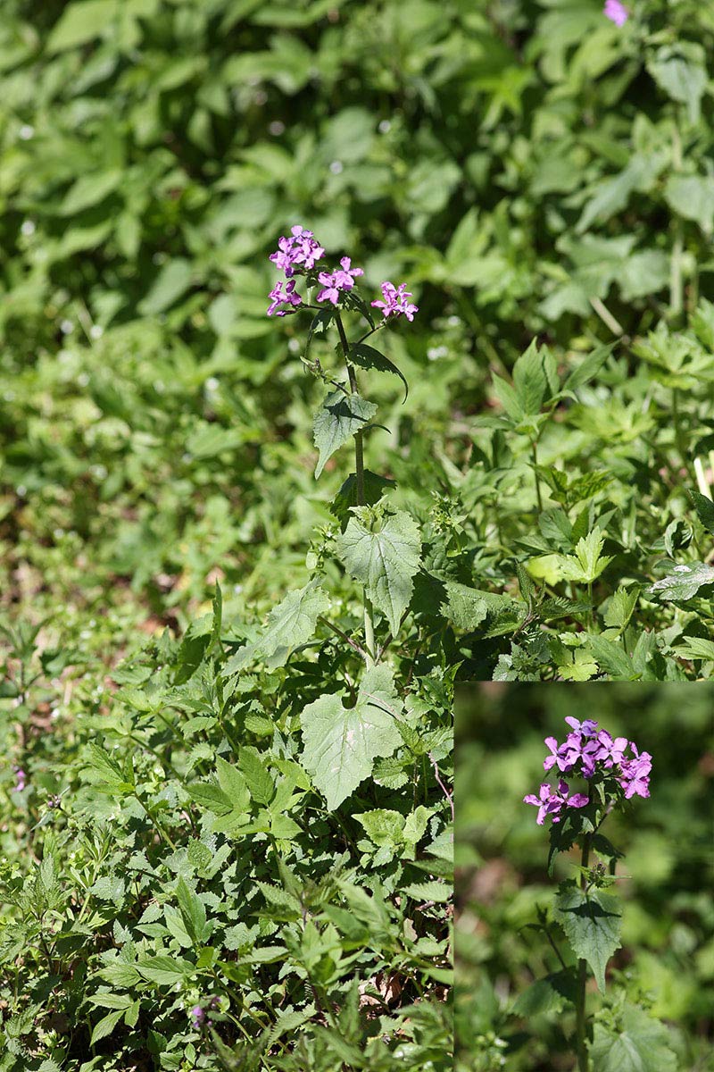 Lunaria annua