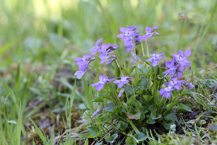 Violette da determinare