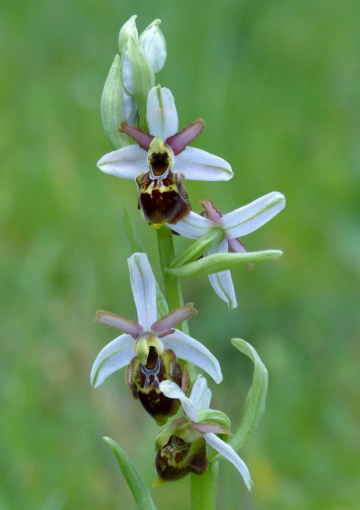 Le splendide Ophrys del litorale romano - marzo 2016