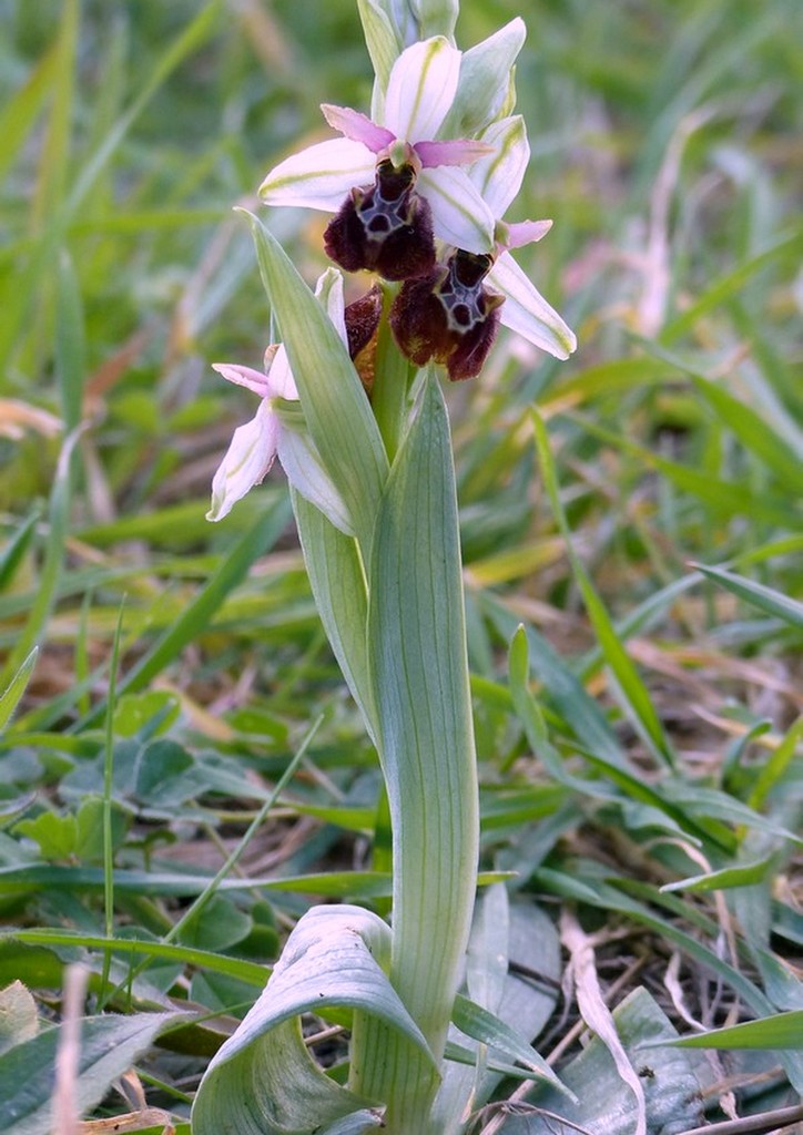 Le splendide Ophrys del litorale romano - marzo 2016