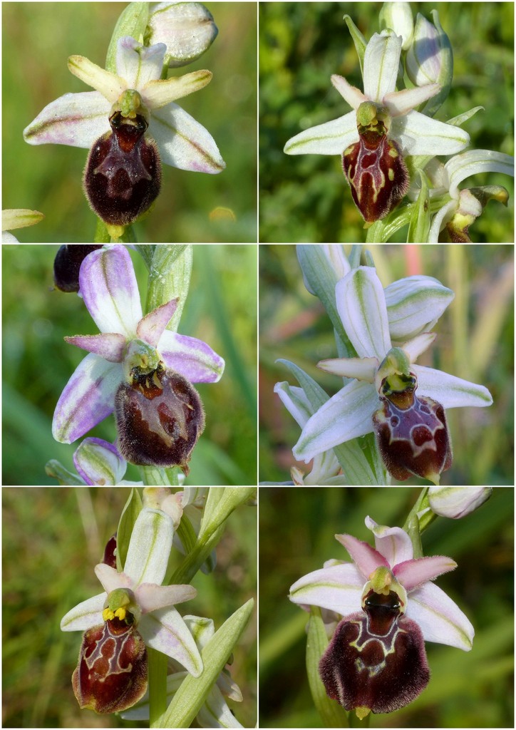 Le splendide Ophrys del litorale romano - marzo 2016