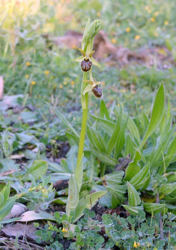 Le splendide Ophrys del litorale romano - marzo 2016