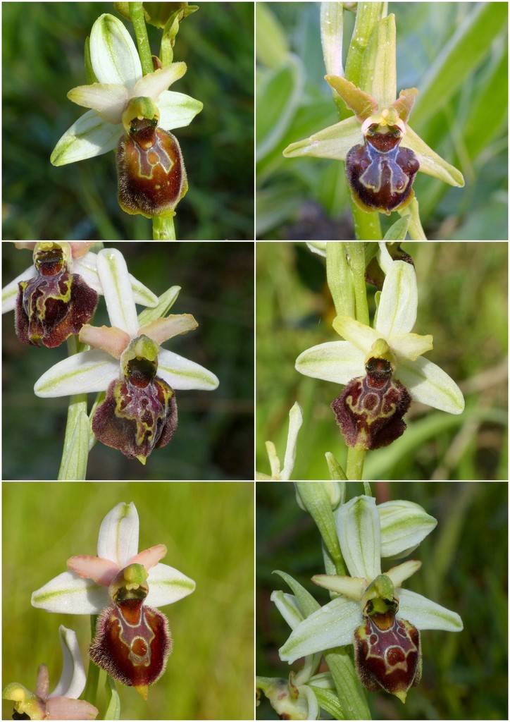 Le splendide Ophrys del litorale romano - marzo 2016