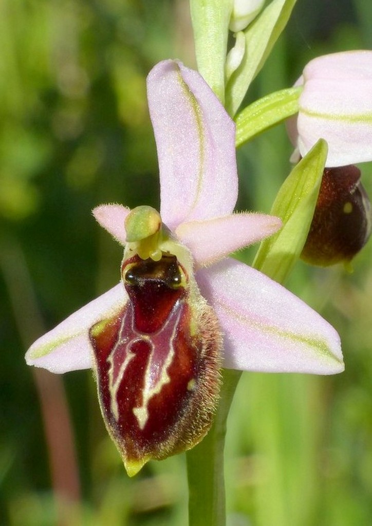 Le splendide Ophrys del litorale romano - marzo 2016