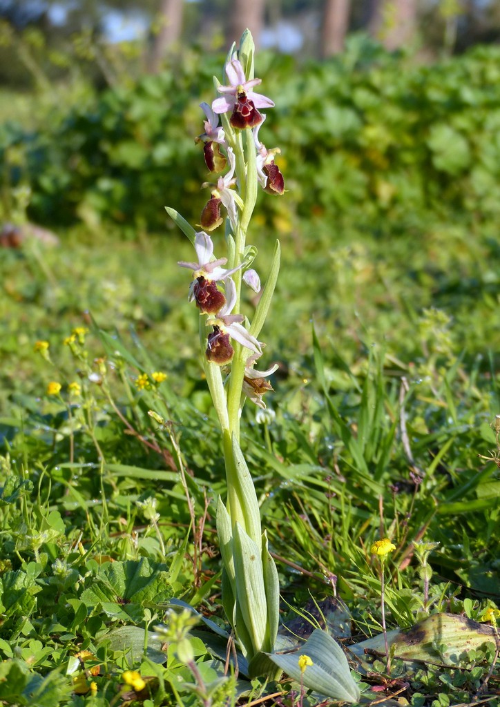 Le splendide Ophrys del litorale romano - marzo 2016