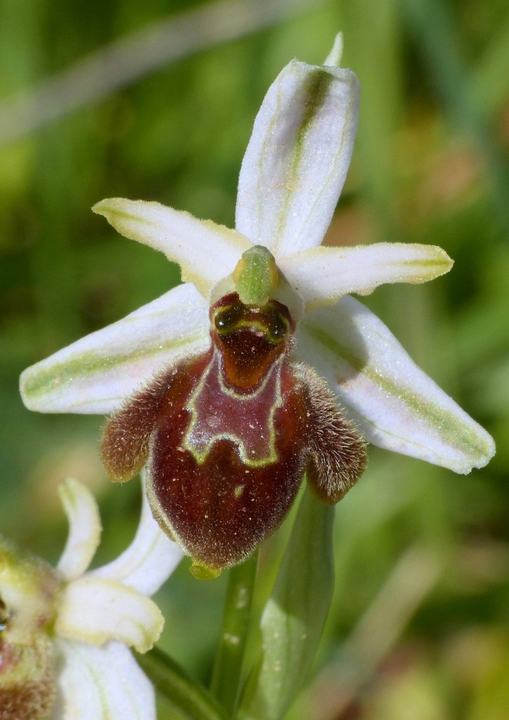 Le splendide Ophrys del litorale romano - marzo 2016