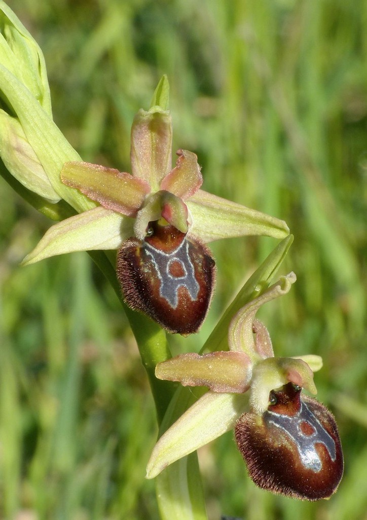 Le splendide Ophrys del litorale romano - marzo 2016