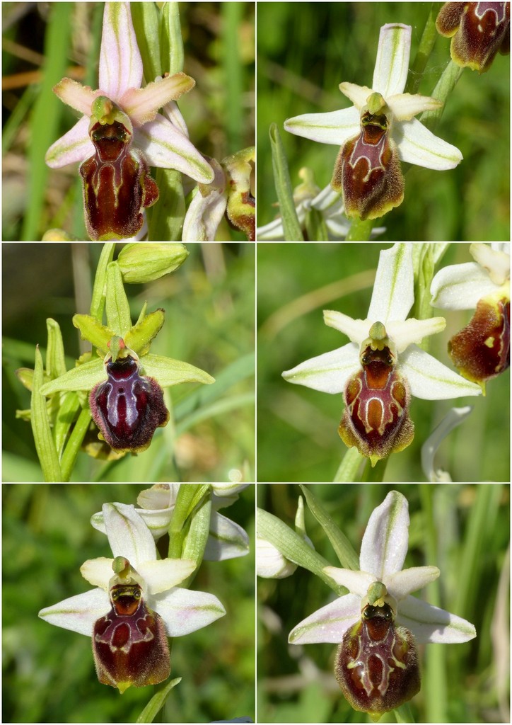 Le splendide Ophrys del litorale romano - marzo 2016