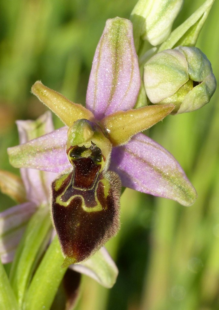 Le splendide Ophrys del litorale romano - marzo 2016