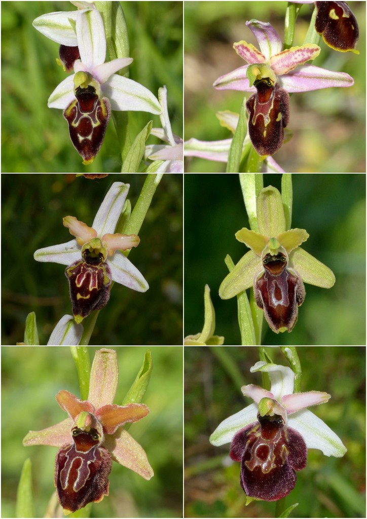 Le splendide Ophrys del litorale romano - marzo 2016