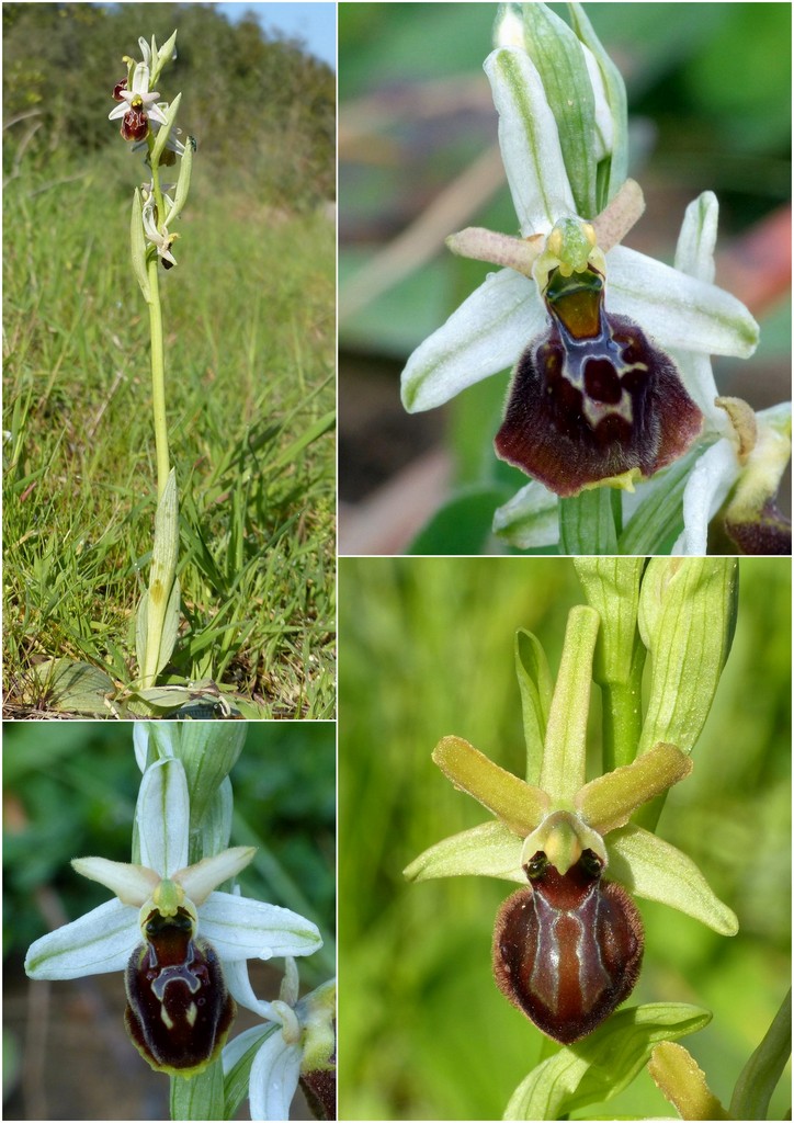 Le splendide Ophrys del litorale romano - marzo 2016