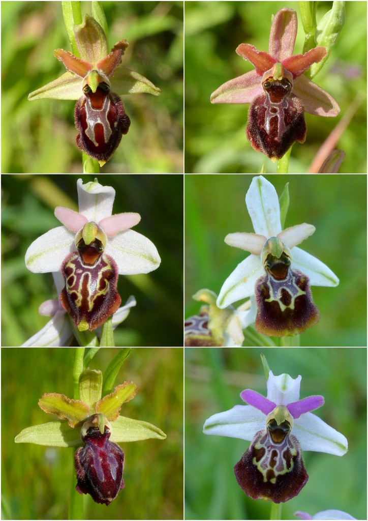 Le splendide Ophrys del litorale romano - marzo 2016