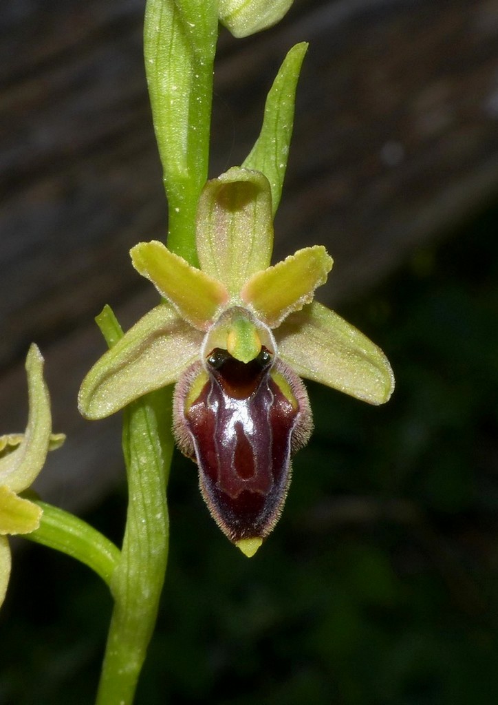 Le splendide Ophrys del litorale romano - marzo 2016