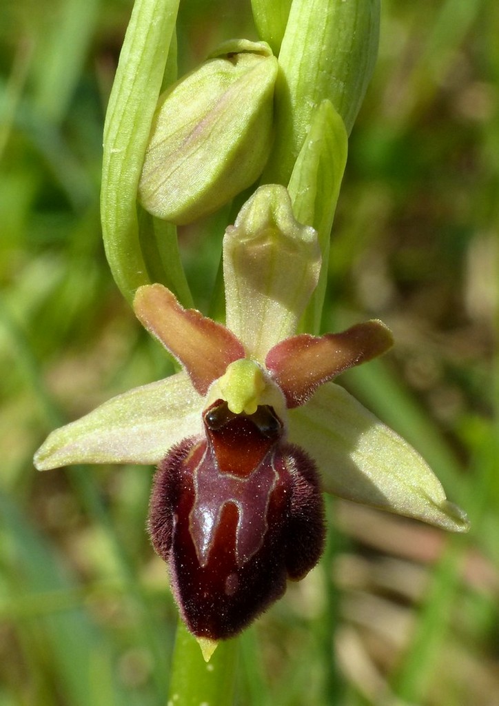 Le splendide Ophrys del litorale romano - marzo 2016