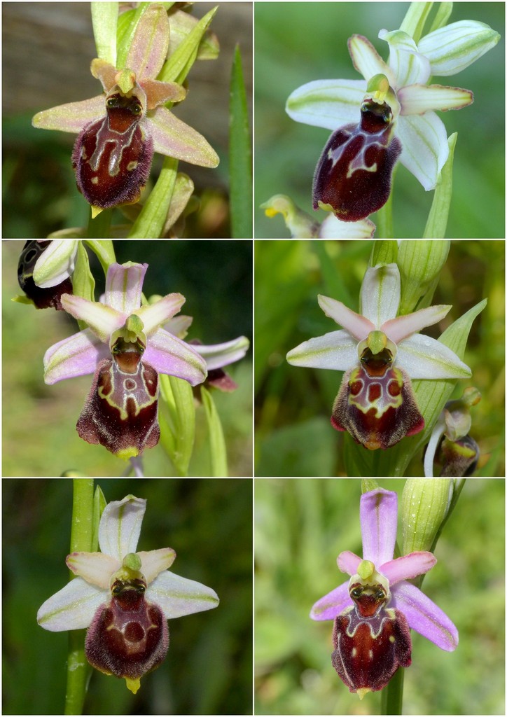 Le splendide Ophrys del litorale romano - marzo 2016