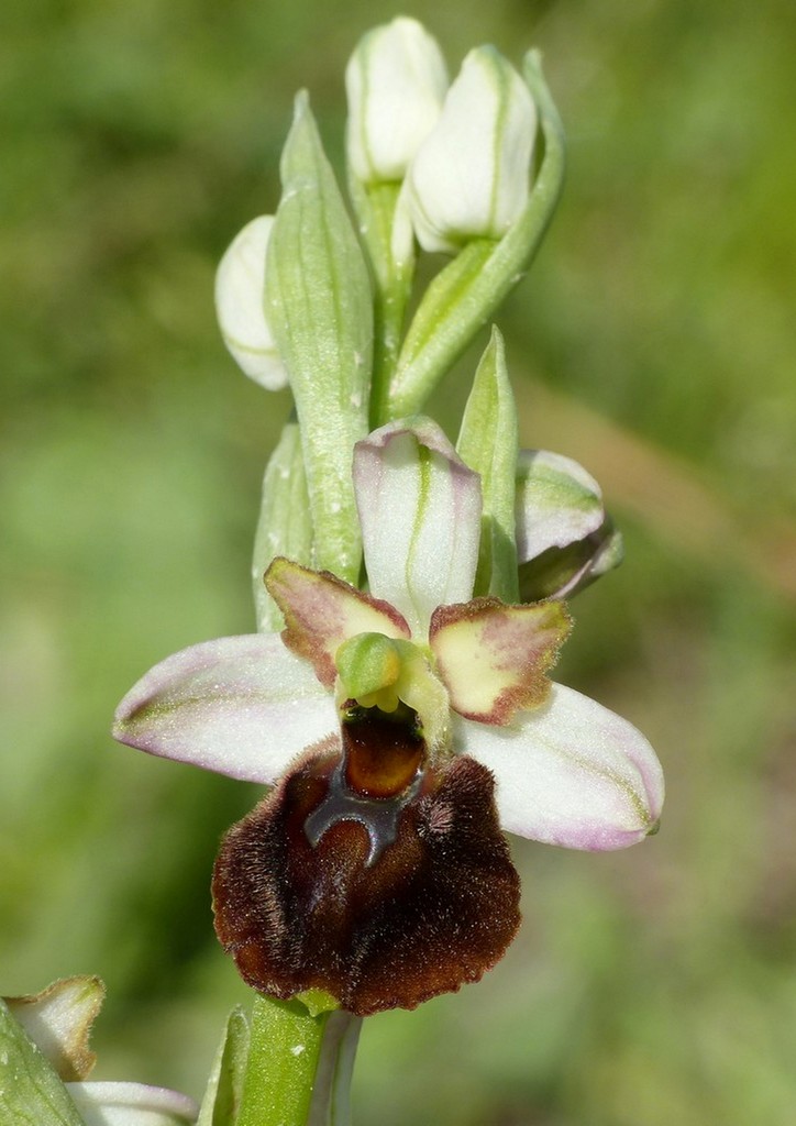 Le splendide Ophrys del litorale romano - marzo 2016