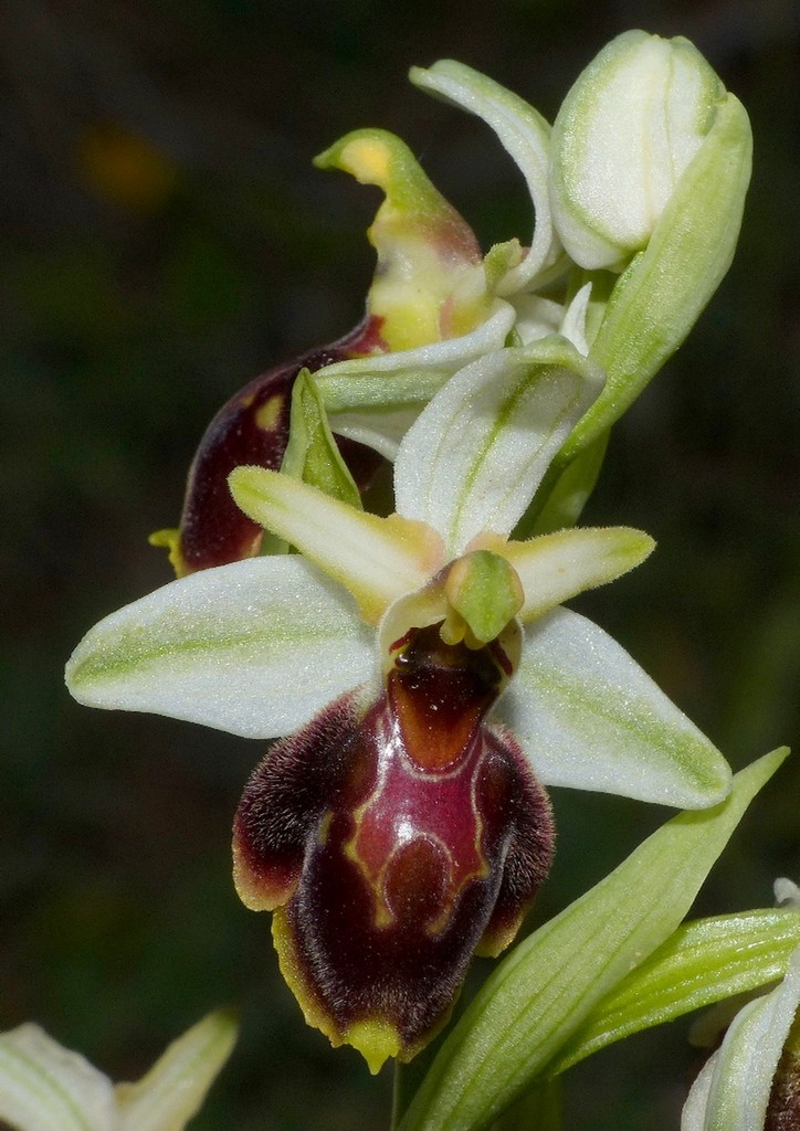 Le splendide Ophrys del litorale romano - marzo 2016