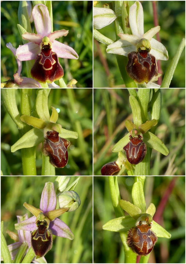 Le splendide Ophrys del litorale romano - marzo 2016