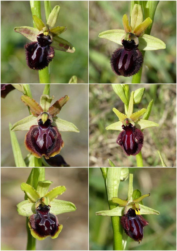 Le splendide Ophrys del litorale romano - marzo 2016