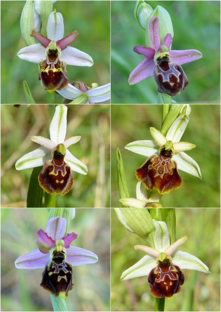 Le splendide Ophrys del litorale romano - marzo 2016