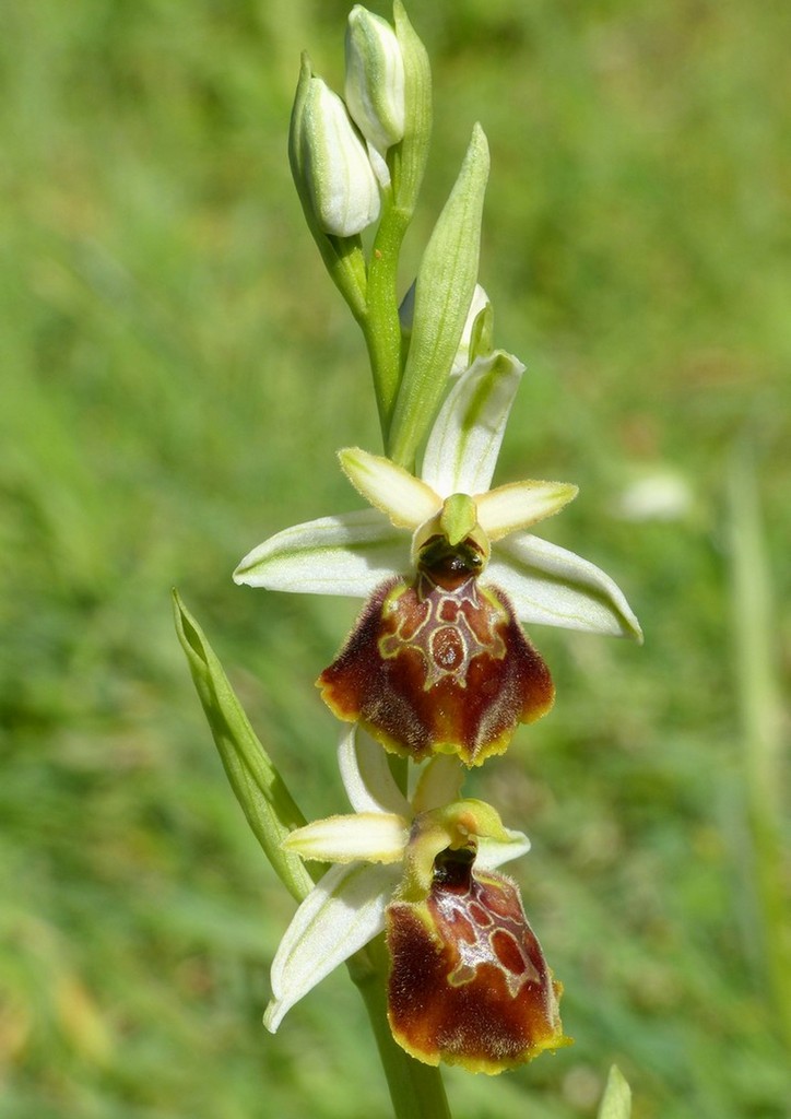 Le splendide Ophrys del litorale romano - marzo 2016