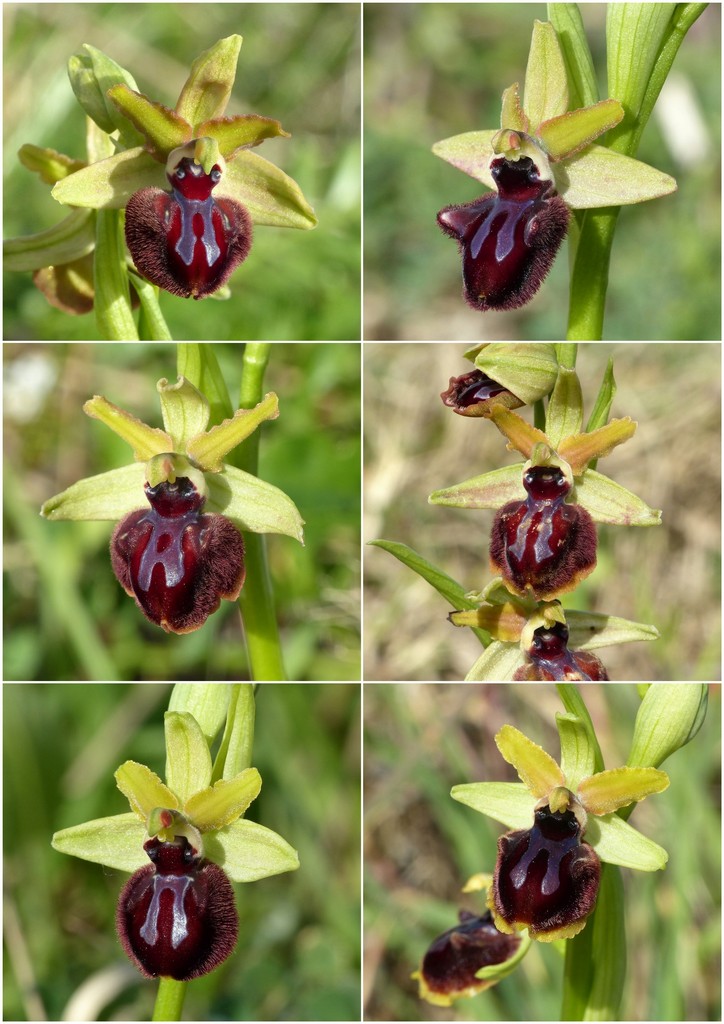 Le splendide Ophrys del litorale romano - marzo 2016