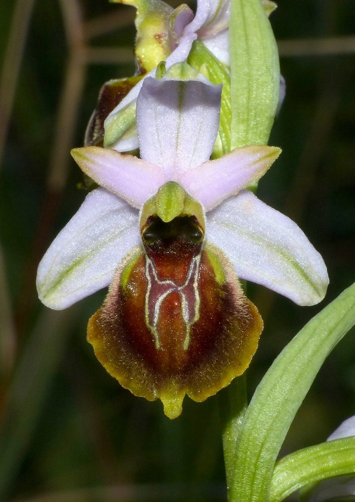 Le splendide Ophrys del litorale romano - marzo 2016